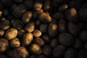 A rustic collection of freshly unearthed potatoes gleams with earthy tones in warm sunlight. photo