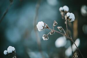 A cluster of cotton bolls on a branch presents a delicate, textural display against a blurred background. photo