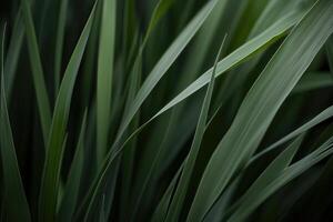 Close-up of vibrant green reeds creates a tranquil, natural abstract pattern in the field. photo