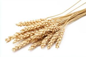 Bunch of golden wheat stalks are bundled together, showcasing a harvest bounty against white. photo