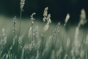 Tall wild grass stalks sway softly in a field, under the warm sunlight of a summer afternoon. photo