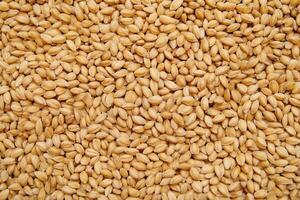 Close up shows a dense field of malted barley grains, creating a rich, textured background. photo