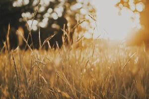 Golden wheat grass glistens in the sunlight, creating a warm and inviting landscape scene. photo