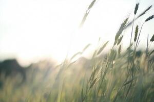 Sunlit wheatgrass sways gently in a summer field, promising a rich harvest season ahead. photo