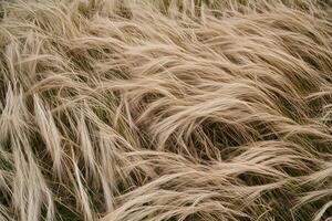 A field of beige feather grass creates a natural, textured pattern ideal for serene backgrounds. photo