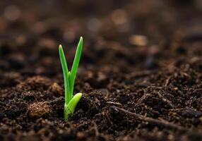 A tiny green seedling pushes through dark earth, a symbol of resilience and fresh starts. photo