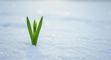A single green sprout pushes through the snow, capturing the essence of spring's arrival. photo