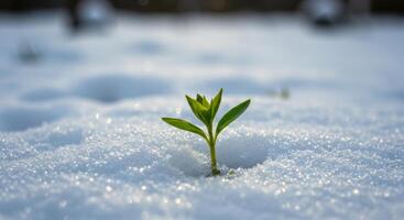 A tiny green plant bravely sprouts from a snowdrift, a symbol of resilience and the coming spring. photo
