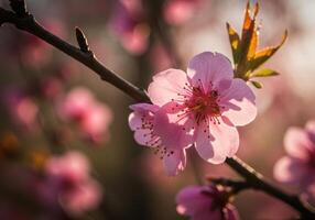 Soft sunlight illuminates delicate pink peach blossoms on a branch, signaling the arrival of spring. photo