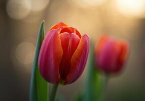 A close-up shows vibrant red and yellow tulips blooming in a soft, golden light, creating a warm springtime scene. photo