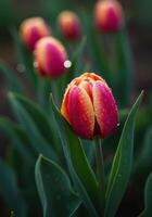 A close-up of a single red and yellow tulip covered with dewdrops in a lush green garden. photo