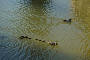 Ducks, cute ducklings,duck babies,following mother in a queue,lake, photo