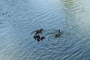 Ducks, cute ducklings,duck babies,following mother in a queue,lake photo