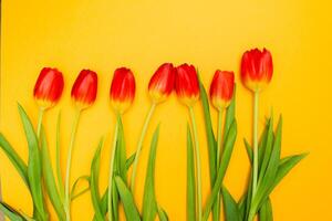 Red tulips with green leaves and stems on a vibrant yellow background, arranged in a horizontal line, spring concept photo
