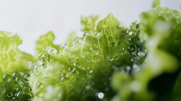 Close-up of Fresh Lettuce Leaves with Water Droplets and Vibrant Green Color photo