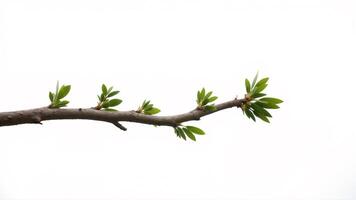 Fresh Green Leaves on a Branch Against a Light Background photo