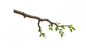 Elegant Tree Branch with Fresh Green Leaves on White Background photo