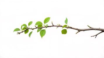 Vibrant Green Leaves on a Branch Against a Clean Background photo