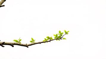 New Growth on Branch with Fresh Green Leaves Against Light Background photo