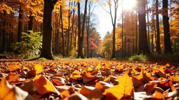 Vibrant Autumn Scene with Orange Leaves in a Sunlit Forest photo