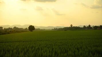 Lush Green Rice Fields Under a Golden Sunset in Serene Landscape photo