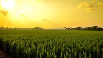 Vibrant Green Rice Field Under a Bright Yellow Sunset photo