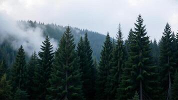 Lush Evergreen Forest with Misty Mountains in the Background photo