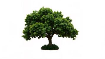 Lush Green Tree with Thick Foliage and Soft Grass Base photo