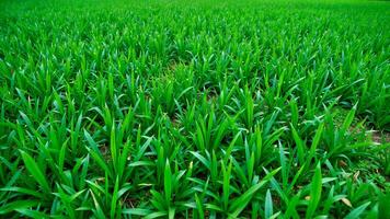 Lush Green Grass Field Surrounded by Nature's Beauty photo
