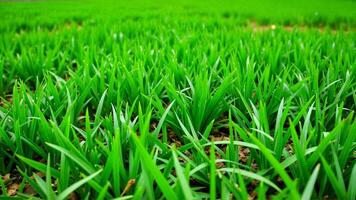 Lush Green Grass Field Captivating Nature's Splendor photo