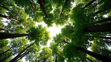 Lush Green Trees Framing a Bright Sky in a Dense Forest Canopy photo
