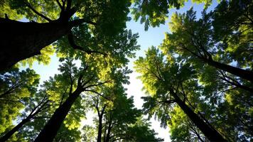 Lush Canopy View of Tall Trees Under a Bright Sky photo