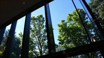 Lush Green Trees Framed by Modern Windows Under a Clear Blue Sky photo