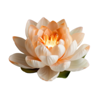 Elegant Soft Pink Water Lily Blossom with Illuminated Center in a Serene Natural Setting png