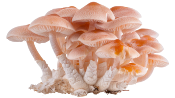 Delicate cluster of pink mushrooms with intricate gills and soft textures on a white background for nature photography use png