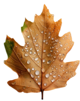 Close-up of a wet autumn leaf with water droplets showcasing intricate textures and vibrant colors against a black background png
