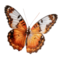 Detailed Close-Up of Vibrant Orange Butterfly with Intricate Patterns on Wings Isolated on White Background png