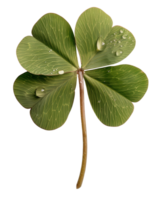 Close-Up View of a Green Four-Leaf Clover with Water Drops on Leaf Surface Isolated on White Background png