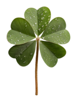 Fresh green four-leaf clover with water droplets isolated on white background for good luck and nature concepts png