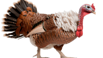 Realistic Turkey Standing Gracefully with Colorful Feathers and Distinctive Features in a Natural Pose png