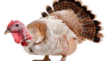 Stunning Close-Up of a Beautiful Domestic Turkey Posing Elegantly with Colorful Feathers and Unique Features png