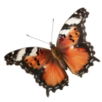 Beautiful orange and black butterfly perched with open wings against a white background, showcasing intricate patterns and colors png