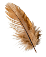 Elegant and Delicate Brown Feather Isolated on a Clean White Background for Artistic and Natural Design Projects png