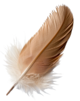 Elegant and Detailed Feather Isolated on a White Background for Artistic and Nature Conceptual Use png