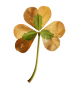 Unique Four-Leaf Clover on Solid Background, Symbol of Luck and Prosperity with Natural Textures and Colors png