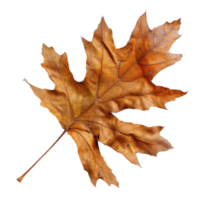 Detailed close-up of a vibrant orange and brown autumn maple leaf isolated on a white background displaying fall textures png