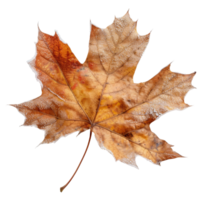 Detailed close-up of dry maple leaf exhibiting intricate texture and natural color variations in autumn season png