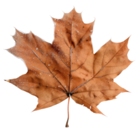 Detailed Close-Up of a Dry Maple Leaf on Transparent Background Capturing Nature's Beauty and Fall Season Vibes png