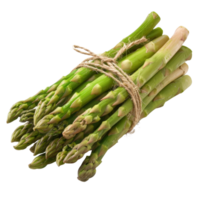 Freshly Harvested Green Asparagus Bunch Tied with Twine Ready for Cooking and Healthy Meal Preparation png
