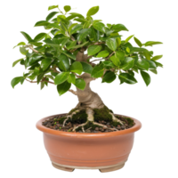 Elegant Ficus Bonsai Tree in Pot with Lush Green Leaves and Intricate Root Structure png